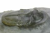 Rare Cyberella Lemkei Trilobite - Rare Species #354421-1